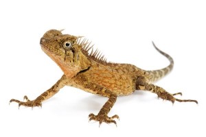 Acanthosaura armata